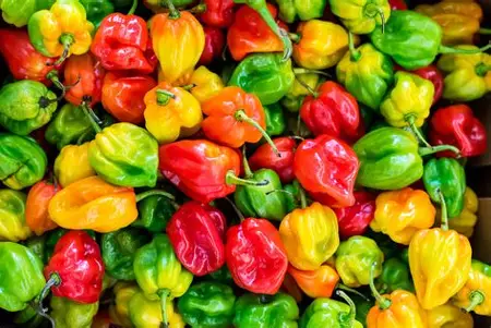 Piment sac de 50 kg