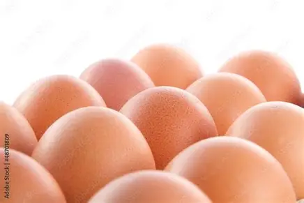 œufs fécondés