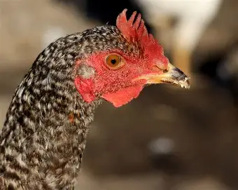 Poule locale