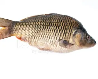 Carpe adulte Tilapia
